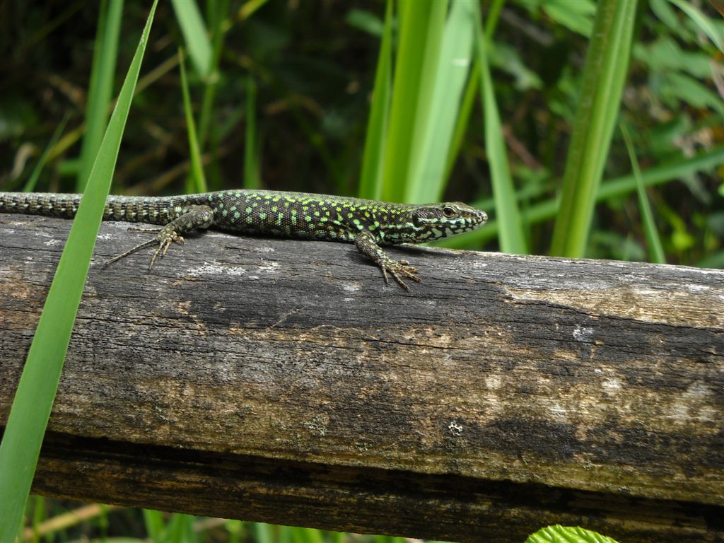 Podarcis muralis?